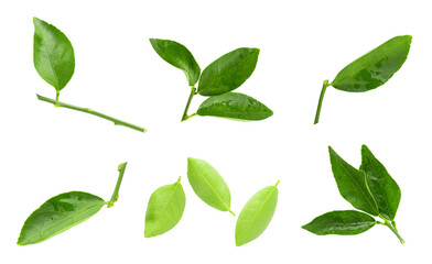 Lime leaves isolated over a white background