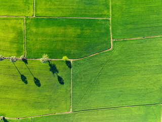 Aerial view of lush green rice field with sugar palm trees. Sustainable agriculture landscape. Sustainable rice farming. Rice cultivation. Green landscape. Organic farming. Sustainable land use.