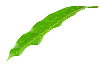 Green Mango leaves  isolated on white background