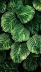 Obraz premium Colorful leaves
