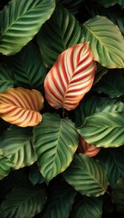Fototapeta premium Colorful leaves