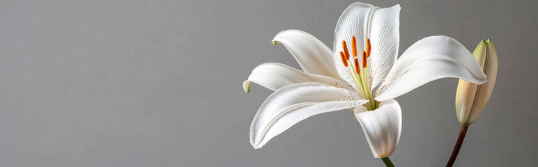 single lily flower against a light gray background, with a minimalist aesthetic and ample space for copy