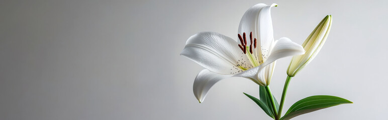 single lily flower against a light gray background, with a minimalist aesthetic and ample space for copy