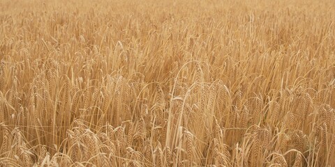 Ears of wheat on the field. Dry yellow straw background. Rich harvest concept. Shallow depth of field.