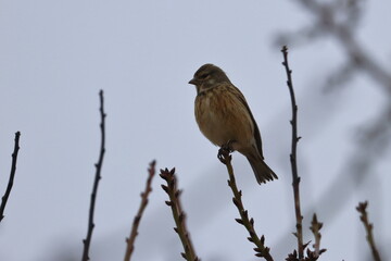 brambling