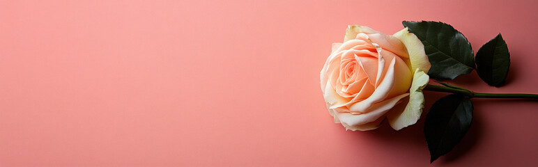 single rose stem placed on a blush pink background, with elegant simplicity and ample space for copy