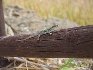 Sicilian wall lizard on a wooden fence