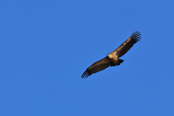 griffon vulture