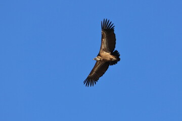 griffon vulture