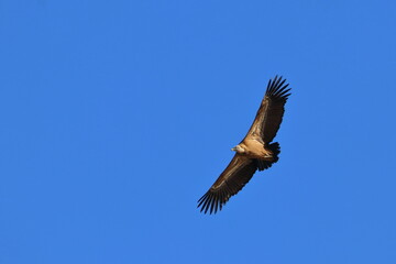 griffon vulture