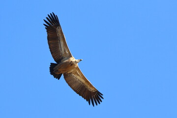 griffon vulture
