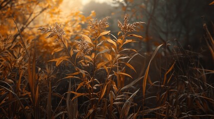  A tight shot of a plant in a field, surrounded by trees and a sunbeam in the foreground