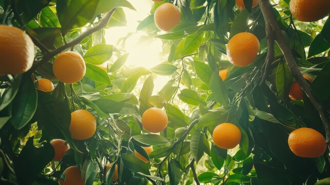 Ripe orange fruits on orange tree between lush foliage. View from below