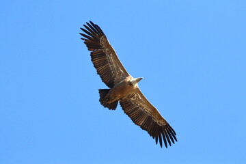 griffon vulture