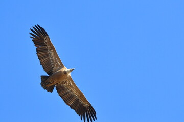 griffon vulture
