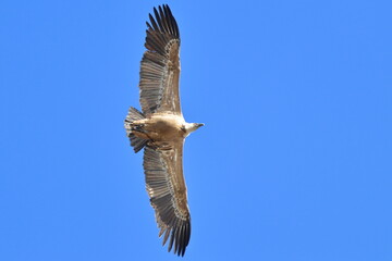 griffon vulture