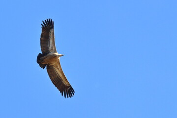 griffon vulture