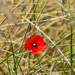 Obraz premium Quadratische Nahaufnahme einer Klatschmohnblüte (Papaver rhoeas) in einem reifen Getreidefeld im Naturpark Barnim nahe der Siedlung Gorinsee, Wandlitz OT Schönwalde, Brandenburg, Deutschland