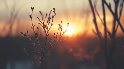  A tight shot of a plant against a sunset backdrop in a blurred photograph