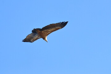 griffon vulture