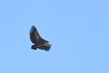 griffon vulture