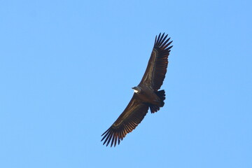 griffon vulture