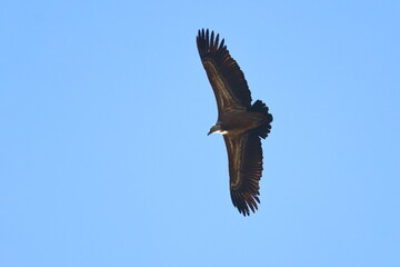 griffon vulture