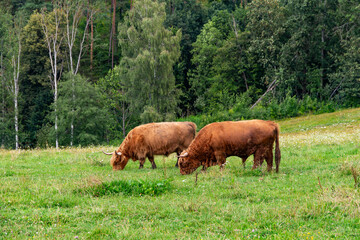 Obraz premium Breeding bulls graze on a mountain pasture.