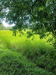 Closeup of young Field Horsetail or Equisetum arvense plants in their natural habitat on the waterfront.