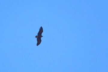 griffon vulture