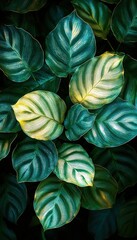 Obraz premium Colorful leaves
