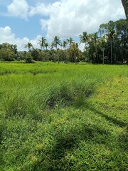 Closeup of young Field Horsetail or Equisetum arvense plants in their natural habitat on the waterfront.