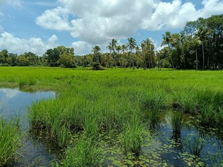 Closeup of young Field Horsetail or Equisetum arvense plants in their natural habitat on the waterfront.