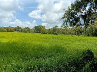 Obraz premium Closeup of young Field Horsetail or Equisetum arvense plants in their natural habitat on the waterfront.