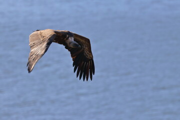 griffon vulture