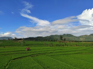 Fototapeta premium rice terraces in Indonesia island