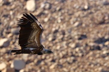 griffon vulture