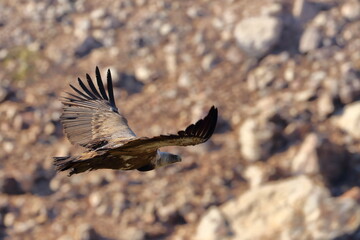 griffon vulture