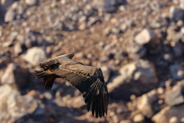 griffon vulture