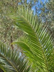 Palm branch in Sicily, at daylight