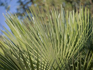Palm branch in Sicily, at daylight