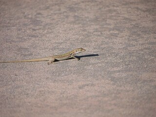 Sicilian wall lizard on a wooden fence