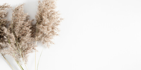 Beige dry flowers, reeds branches bouquet on white background, floral design. Flat lay, top view, copy space