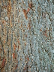 Gray and red bark texture of a tree trunk