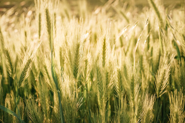 golden wheat field