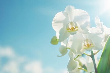 An illustration of spring and summer with a beautiful white orchid blooming against a bright sky background in the spring and summer season