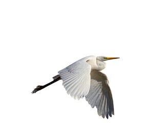 White little egret bird ardea alba flying wings spread white background