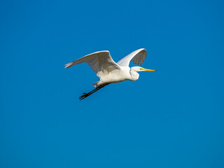 White little egret bird ardea alba flying wings spread blue background