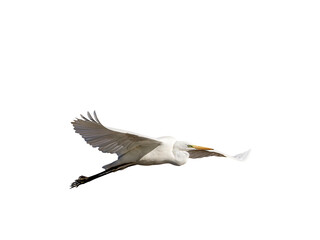 White little egret bird ardea alba flying wings spread white background