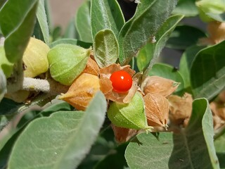 Ashwagandha plant with fruits 